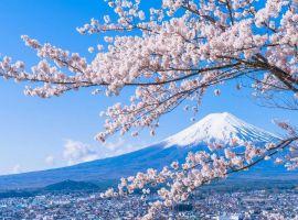 VNAirlines cùng bạn chiêm ngưỡng mùa hoa anh đào Sakura