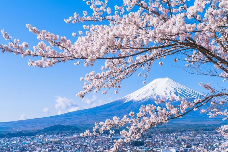 VNAirlines cùng bạn chiêm ngưỡng mùa hoa anh đào Sakura